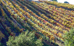 Vineyard at Tenuta Vineyards